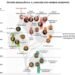 Da Extinção dos Dinossauros à Diversidade Humana: A Jornada Evolutiva do Homo sapiens
